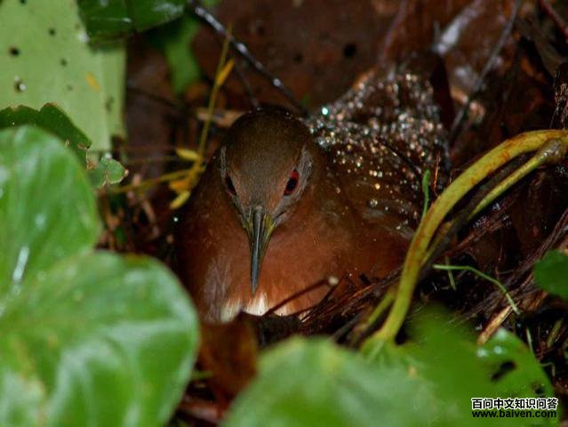 纯色秧鸡 纯色秧鸡的图片