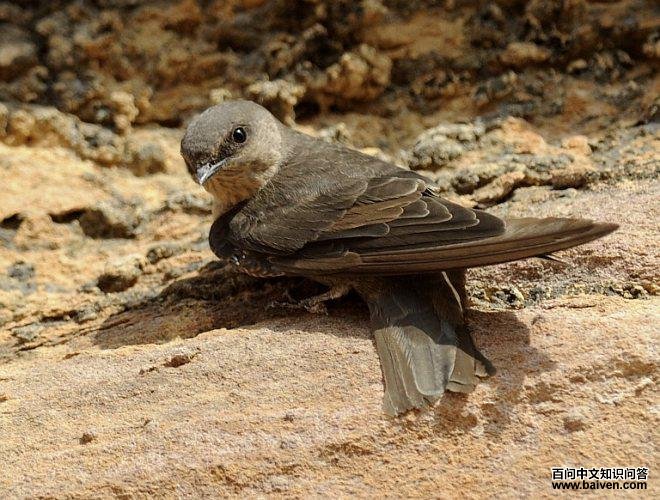 ��ɫ�����ͼƬ