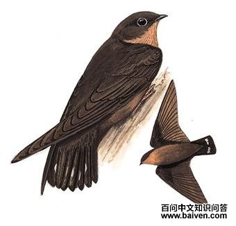 ��ɫ����