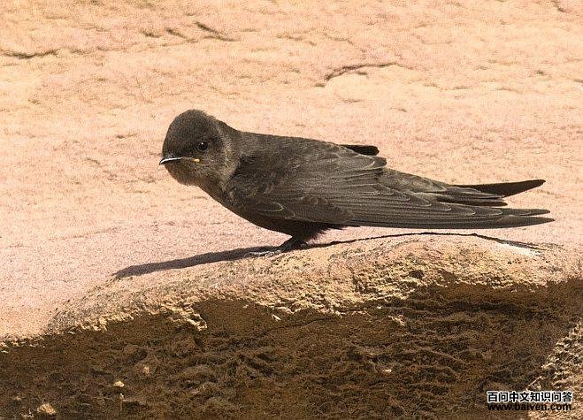 ��ɫ����