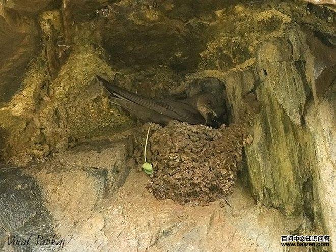 ��ɫ����