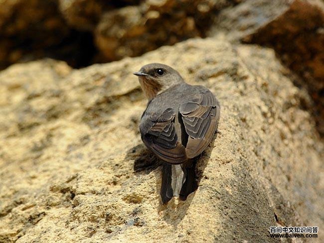 ��ɫ����