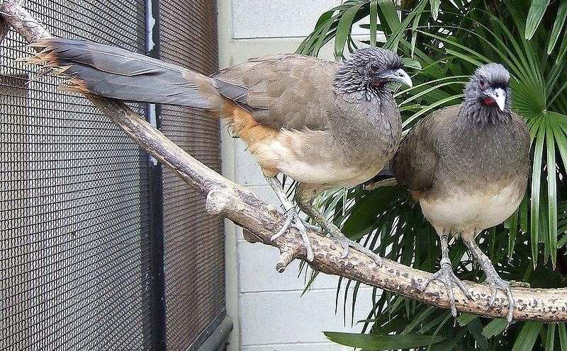 ��ɫС������ͼƬ