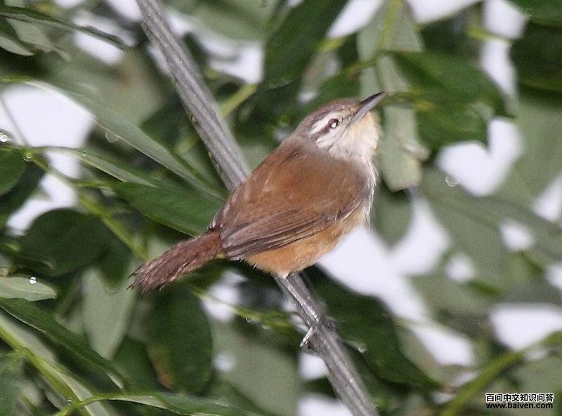 纯色苇鹪鹩 纯色苇鹪鹩的图片