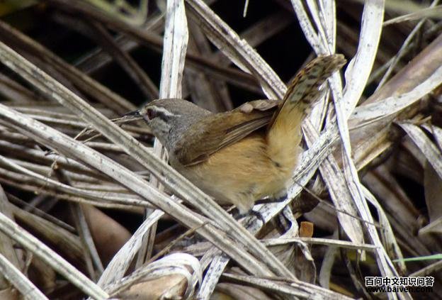 ��ɫέ����