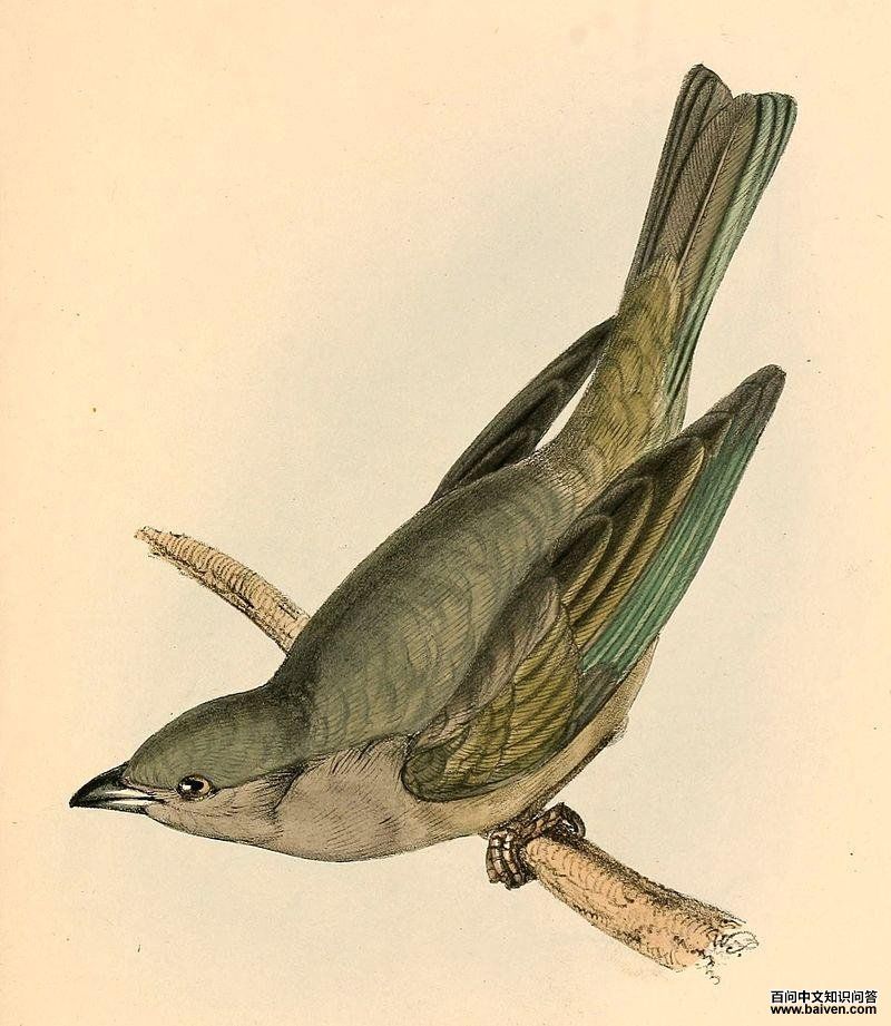 纯色唐加拉雀 纯色唐加拉雀的图片