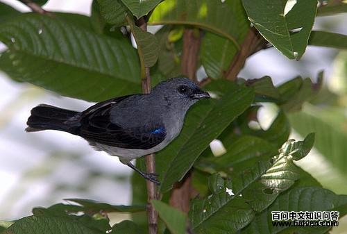 ��ɫ�Ƽ���ȸ