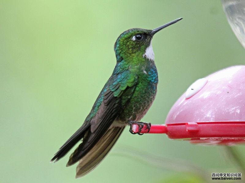 暗绿领蜂鸟 暗绿领蜂鸟的图片