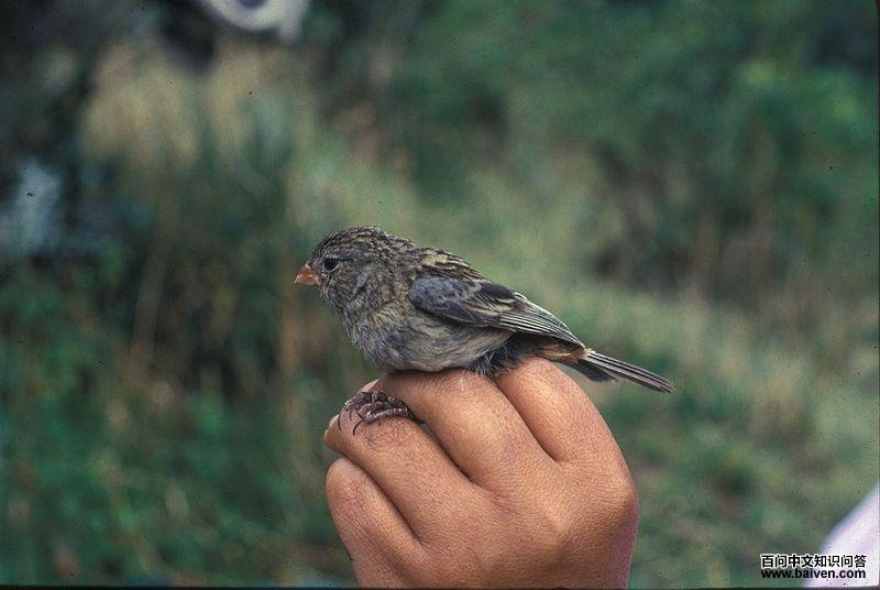 纯色栗臀雀 纯色栗臀雀的图片
