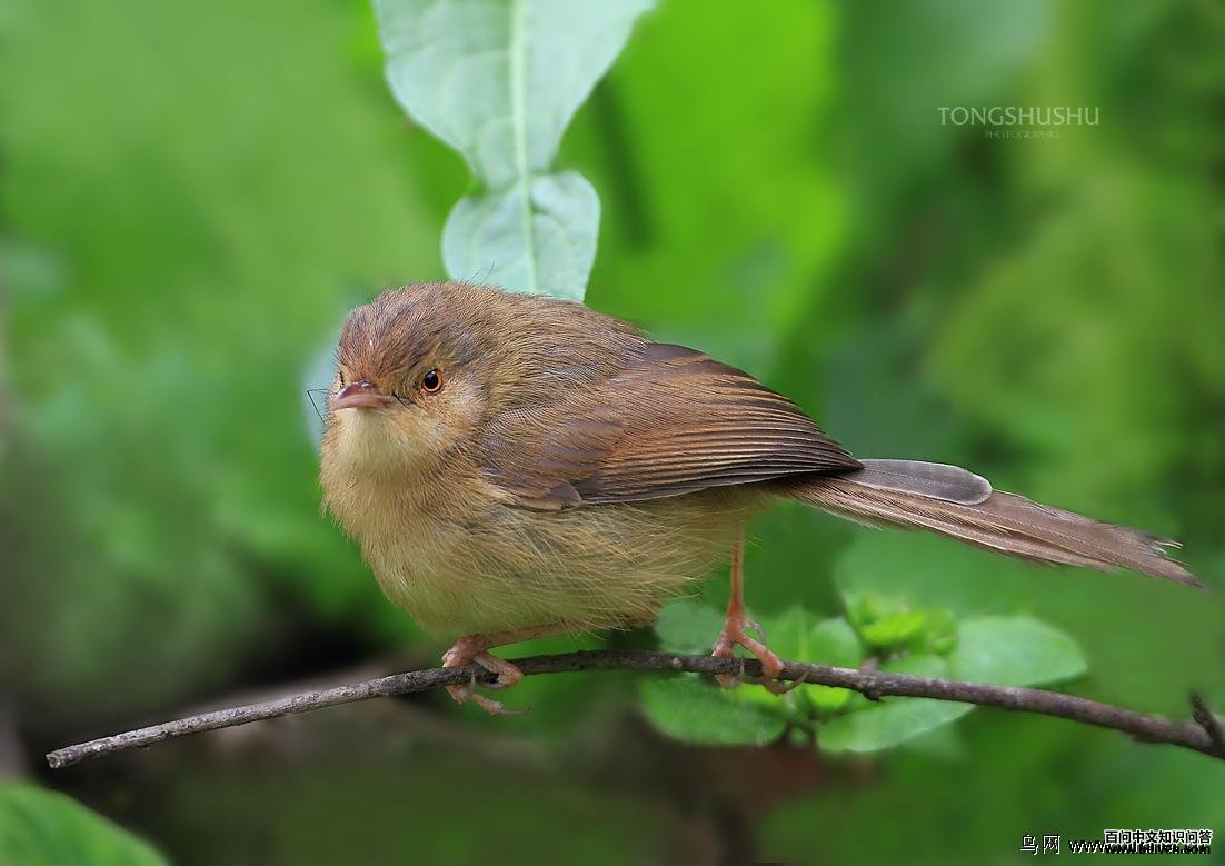 ��ɫɽ��ݺ��ͼƬ