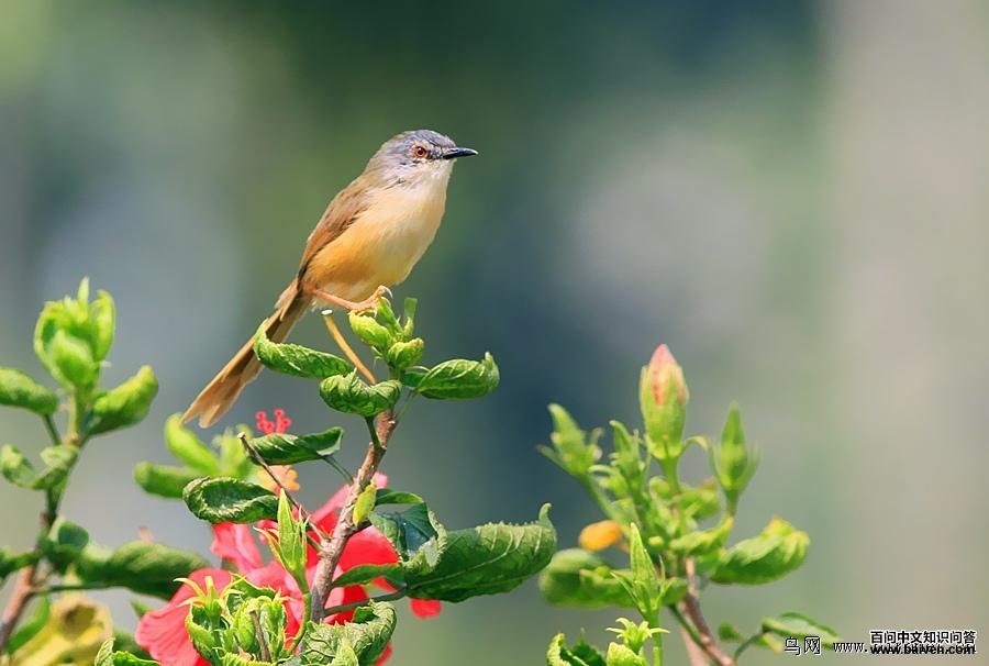 �Ƹ���ݺ����Ӱ���峤��