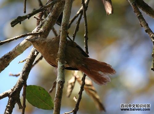 ��ɫ��βȸ��ͼƬ