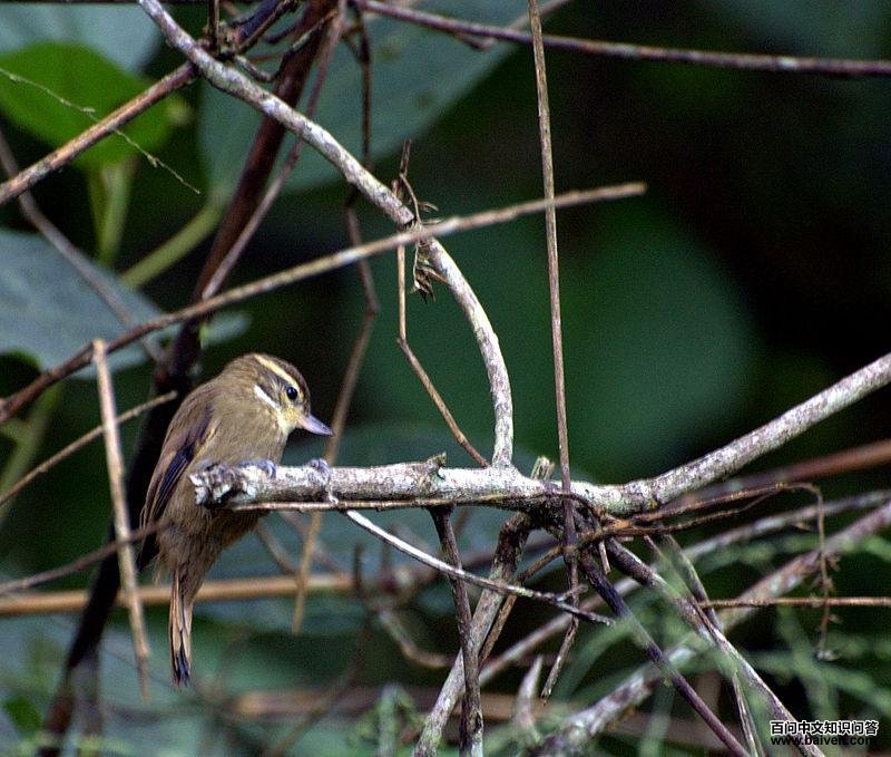 纯色翘嘴雀 纯色翘嘴雀的图片