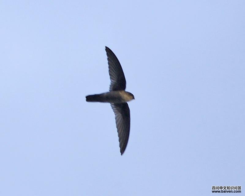 ��ɫ��˿���ͼƬ