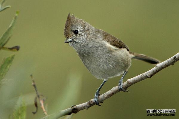 ��ɫ��ɽȸ��ͼƬ