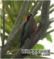 ���̼���ľ���ͼƬ