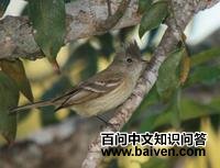 纯色冠拟霸鹟 纯色冠拟霸鹟的图片