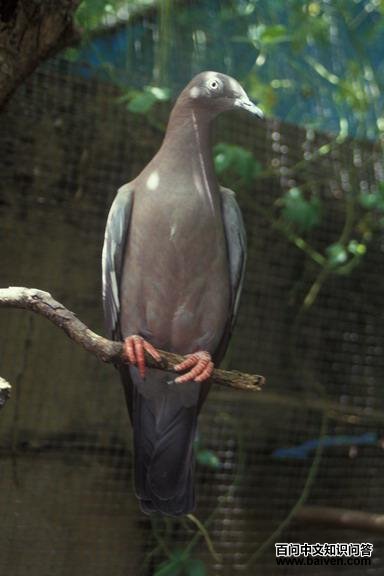 ��ɫ���ͼƬ