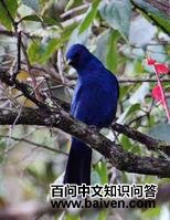 ��ɫ��ѻ��ͼƬ