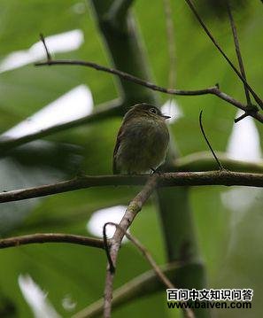 纯色斑翅霸鹟 纯色斑翅霸鹟的图片