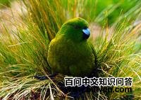 纯绿鹦鹉 纯绿鹦鹉的图片