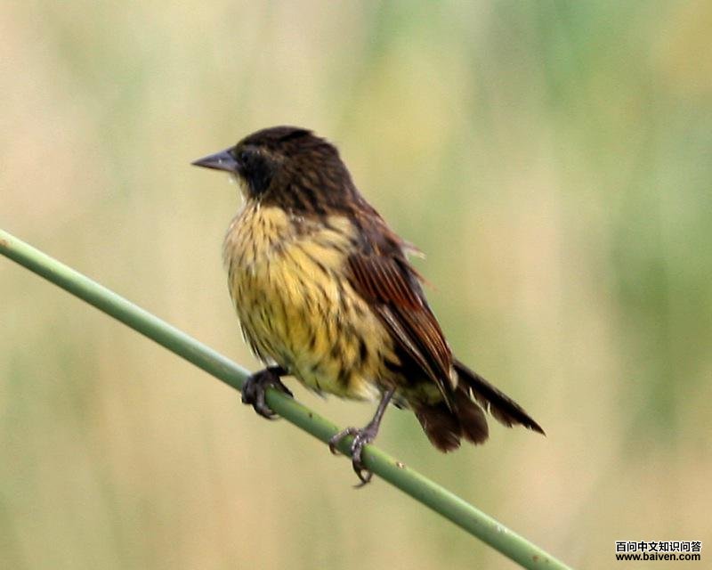 纯蓝黑鹂 纯蓝黑鹂的图片