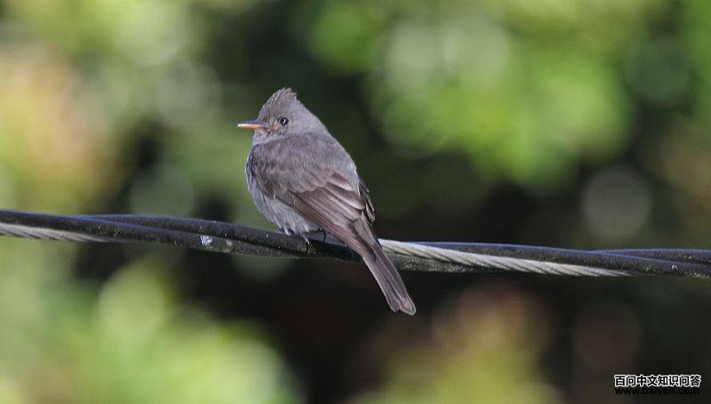 ���̰��l��ͼƬ