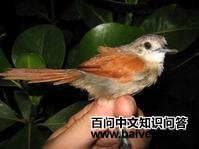 ������βȸ��ͼƬ