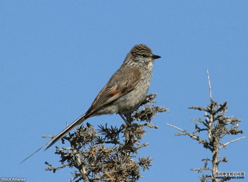 ������βȸ��ͼƬ