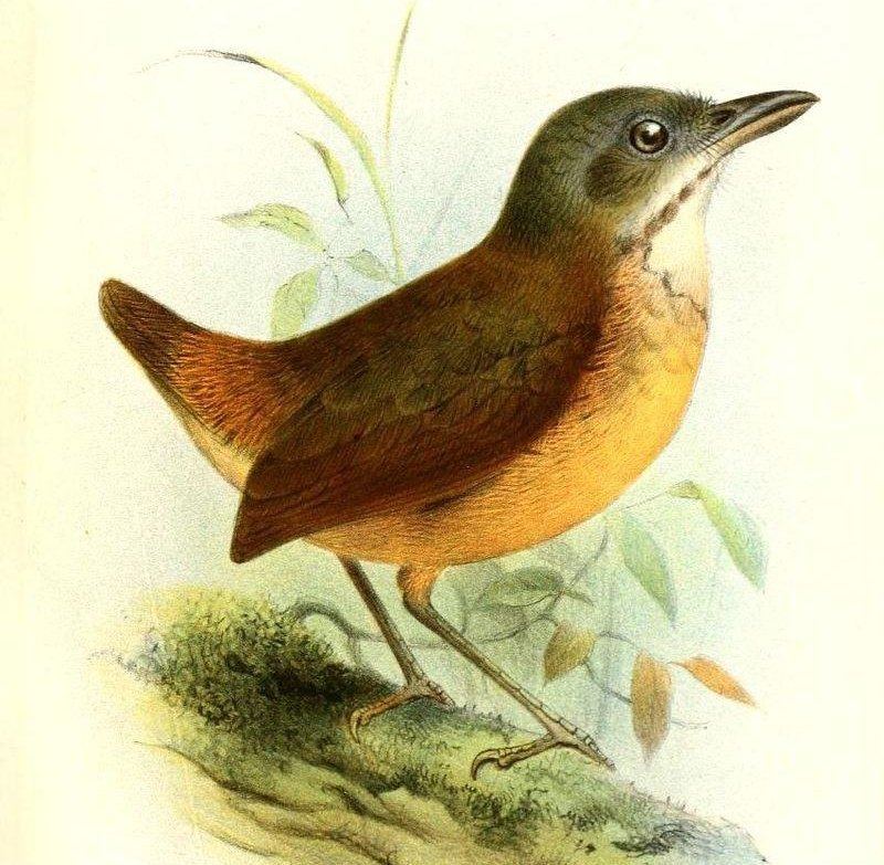 ��������ͼƬ