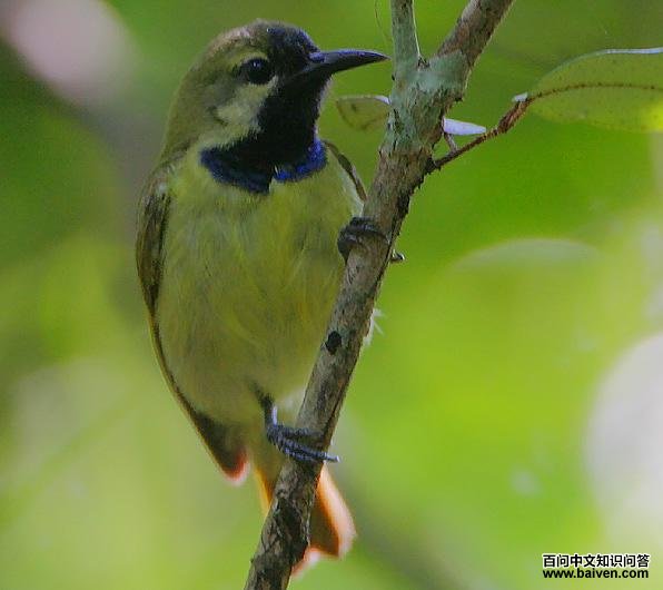 纯背食蜜鸟 纯背食蜜鸟的图片