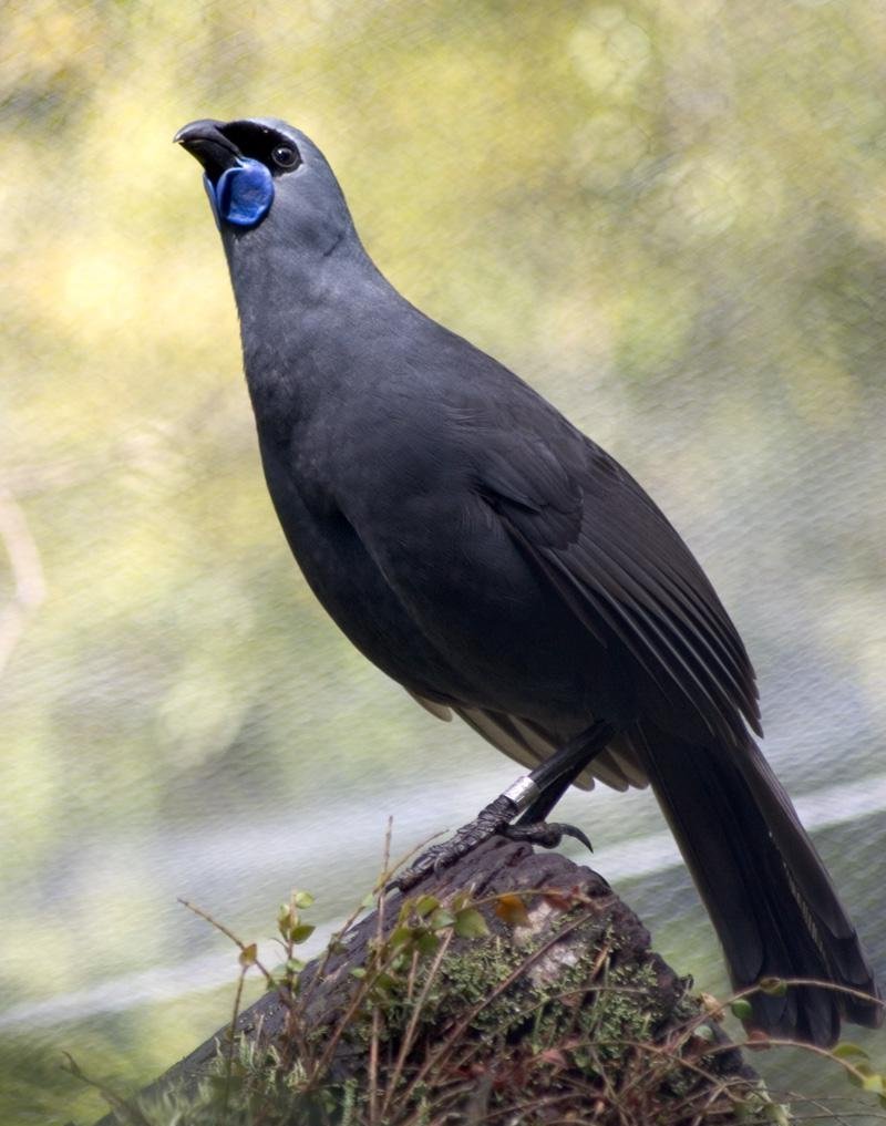 ��������ѻ