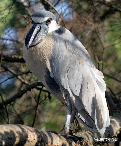 船嘴鹭 船嘴鹭的图片