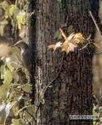 冲绳啄木鸟 冲绳啄木鸟的图片