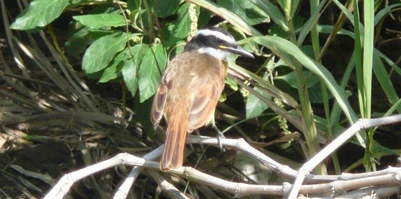船嘴霸鹟 船嘴霸鹟的图片