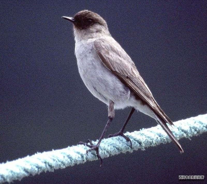 暗脸地霸鹟 暗脸地霸鹟的图片