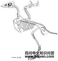 川州孔子鸟 川州孔子鸟的图片