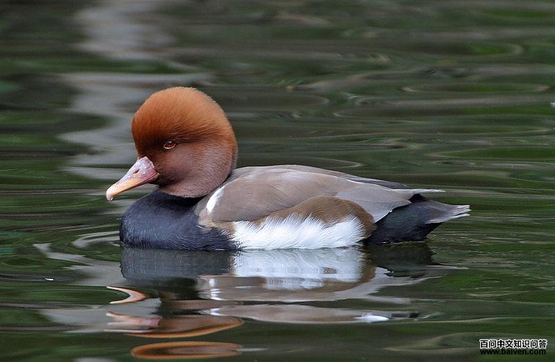 ����ǱѼ��ͼƬ