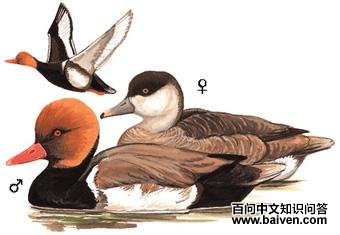 ����ǱѼ����̬����ͼ