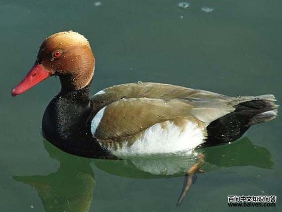 ����ǱѼ������