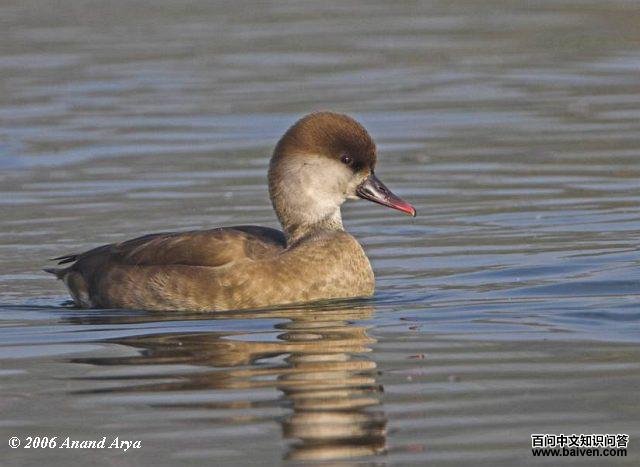 ����ǱѼ������