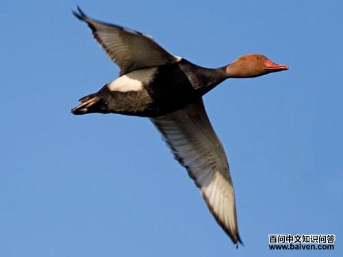 ����ǱѼ������ͼ