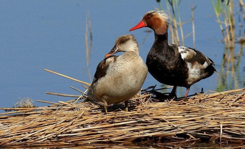 ����ǱѼ������