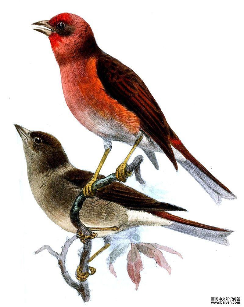 ����ȸ��ͼƬ