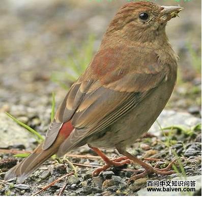 ����ȸ������