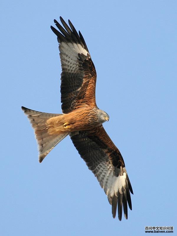 赤鸢 赤鸢的图片