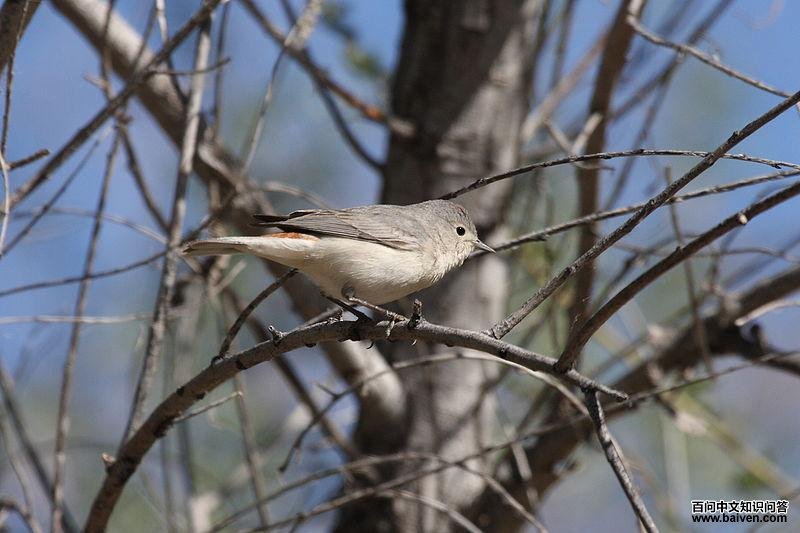 赤腰虫森莺 赤腰虫森莺的图片
