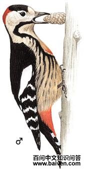 ������ľ��