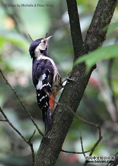 ������ľ�񣺴���