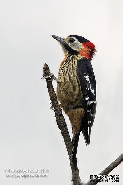 ������ľ������